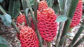 Джинджифил. Отглеждане и грижи у дома